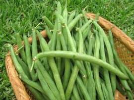 Fasole pitica fideluta verde