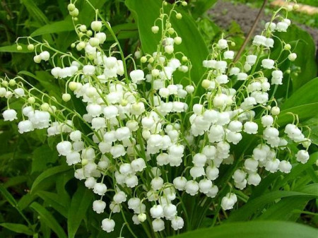 Lacramioara-Convallaria majalis