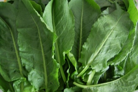Stevia-Rumex patientia