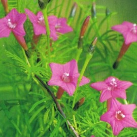Zorele-Ipomoea Cardianal Climber Pink
