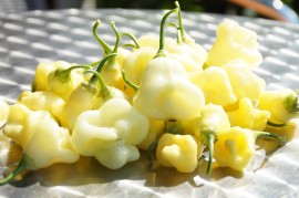 Ardei iute Aji White Fantasy