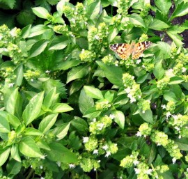 Busuioc Lamaia-Lemon Basil