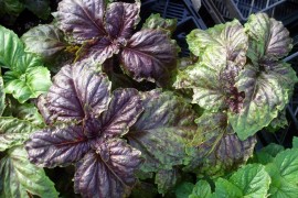 Busuioc Lettuce leaf purple