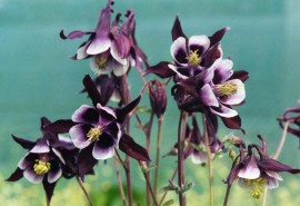 Caldarusa-Aquilegia William Guinness