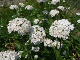 Lychnis chalcedonica white