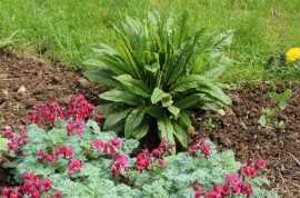 ﻿Macris Red veined-Rumex Sanguineus