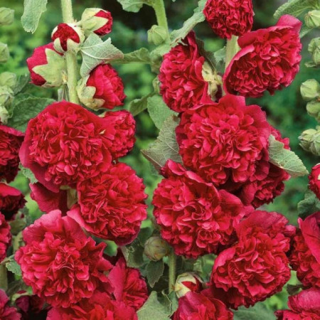 Nalba de gradina Double Red