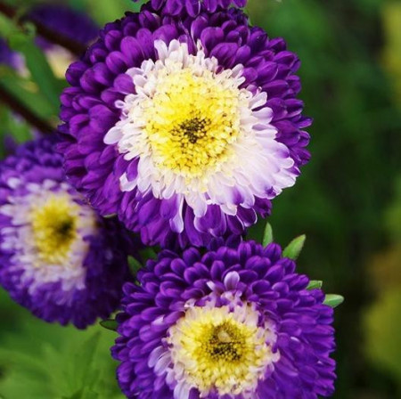 Ochiul boului-Callistephus chinensis Pompon Blue & White