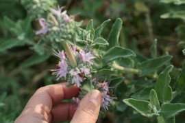 Salvia Mellifera-Black Sage