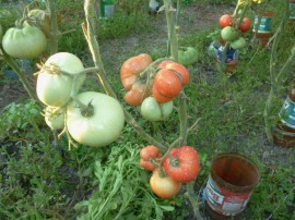 Tomate Paulina F1