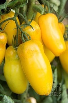 Tomate Roman Candle