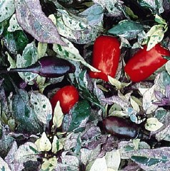 Ardei iute Tricolor variegata