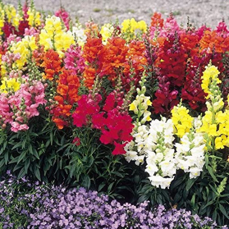Gura leului pitica mix-Antirrhinum majus L