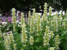 Korean mint-Agastache rugosa alba