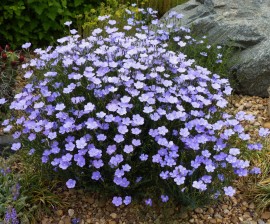 Linum-In decorativ blue