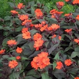 Lychnis Arkwrightii Vesuvius