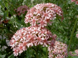 ﻿Lychnis chalcedonica Carnea-roz