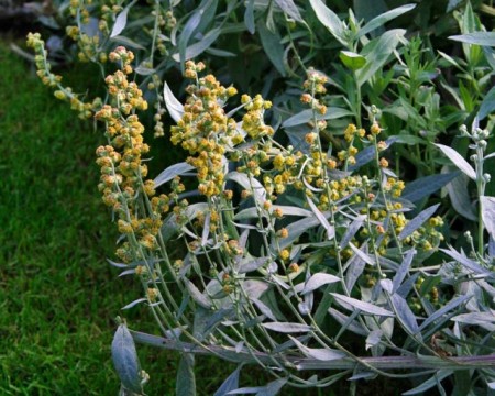Pelin de argint-Artemisia Ludoviciana