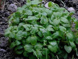 Roinita-Melissa officinalis
