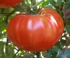 Tomate BG Fantasy