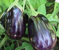 Vinete Black Beauty