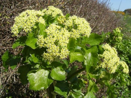 Alexanders-Smyrnium Olusatrum
