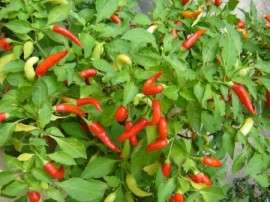 Ardei iute Thai Chili