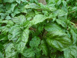 Busuioc Lettuce leaf green