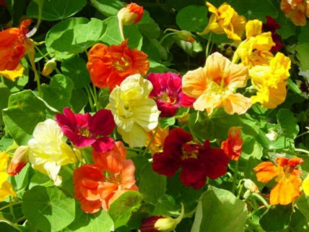 Condurasi Jewel mix