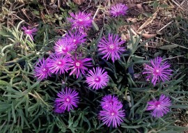 Delosperma Cooperi-Floarea de cristal