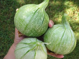 Dovlecel zucchini Ronde de nice
