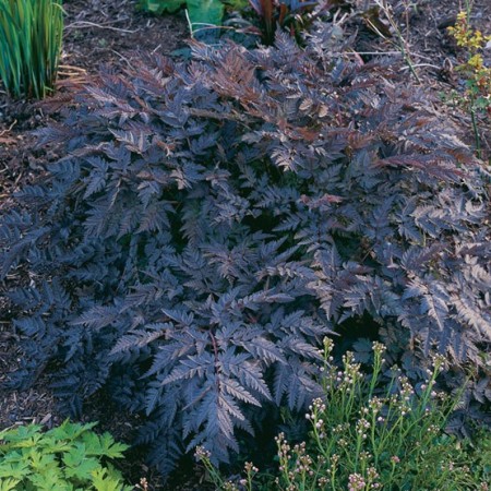Hasmatuchi purple-Anthriscus Sylvestris RavensWing