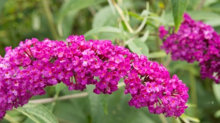 Liliac de vara-Buddleja Davidii Royal Red