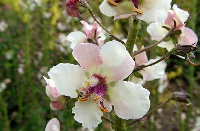 Lumanarica-Verbascum blattaria Albiflorum