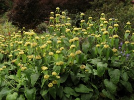 Phlomis russeliana-Ierusalim Salvie