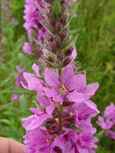 Rachitan-Lithrum Salicaria