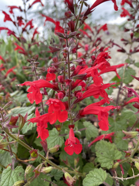 Salvia Roemeriana Arriba