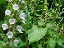 Shiso green
