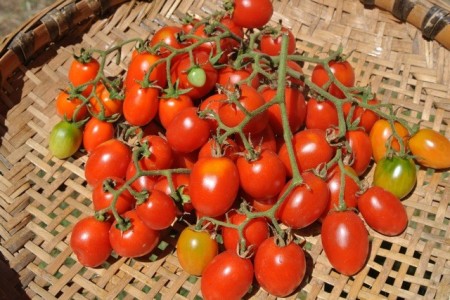 Tomate cherry Grapoli d'Inverno