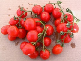 ﻿Tomate cherry Principe Borghese