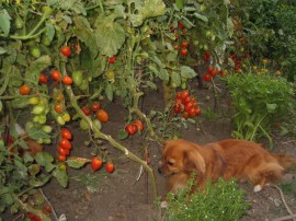 Tomate cherry prunisoara Milla