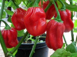 Ardei iute Habanero Red