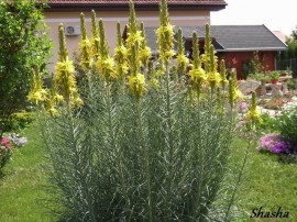 Asphodeline lutea