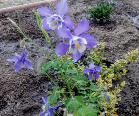Caldarusa-Aquilegia Spring Magic Blue and White