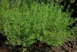 Cimbru Peren-Thymus Vulgaris