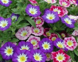 Convolvulus tricolor mix