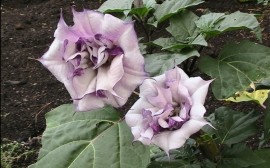 Datura metel Double Purple