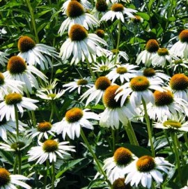 Echinacea Purpurea White Swan