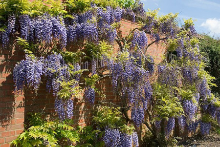 Glicina mov-Wisteria floribunda