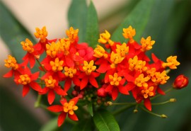 Iarba fluturilor-Asclepias Curassavica